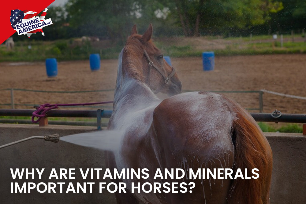 Equine Nutrition The Importance of Vitamins and Minerals Equine