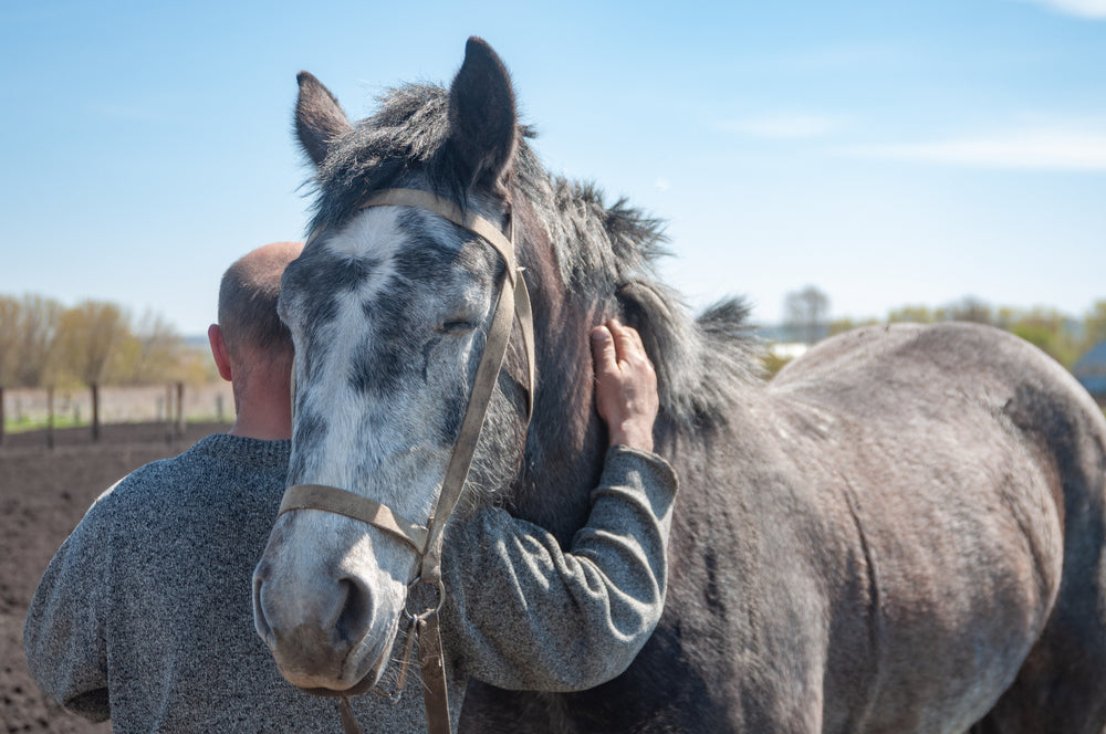 Caring For Older Horses: Common Problems And Solutions