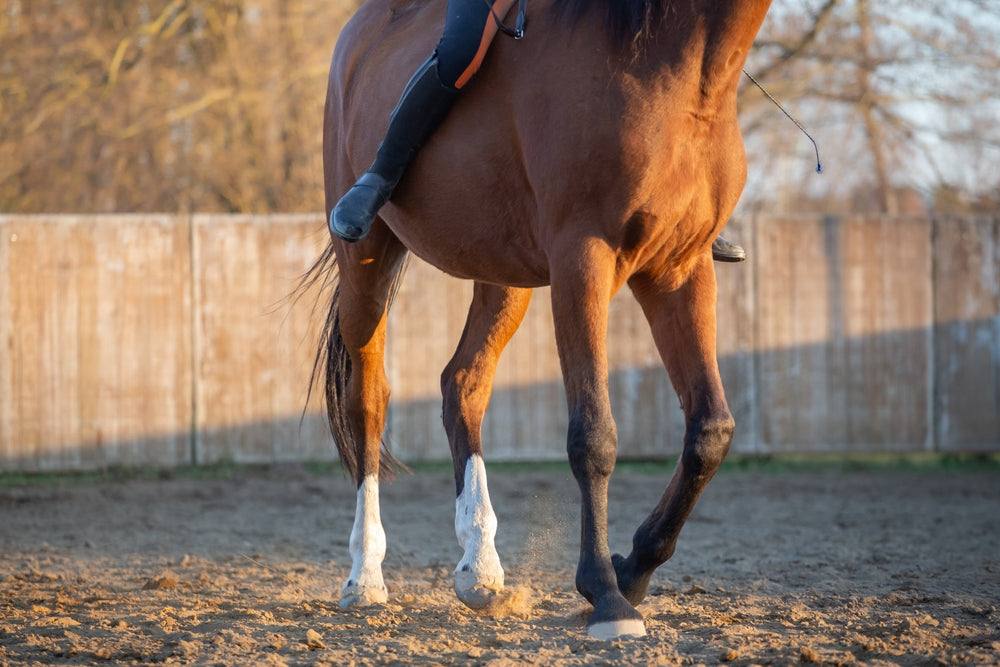 How Do I Know If My Horse Needs Joint Supplements?
