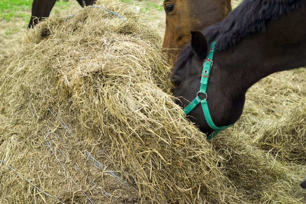 Does Your Horse Need Digestive Support?