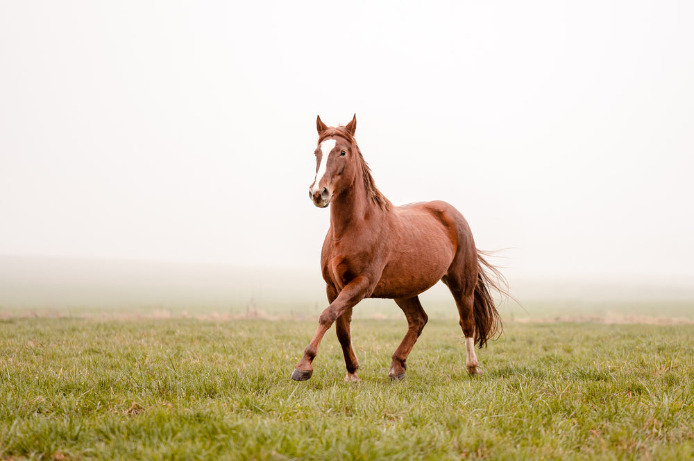 Supplementing For Equine Respiratory Health