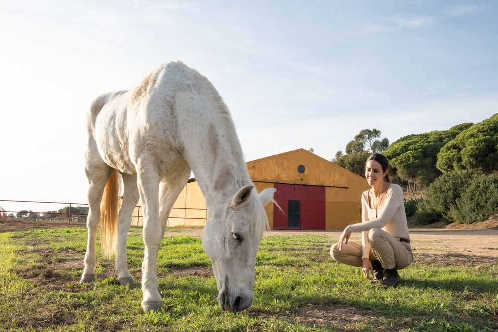 How Do Horse Calming Supplements Work?