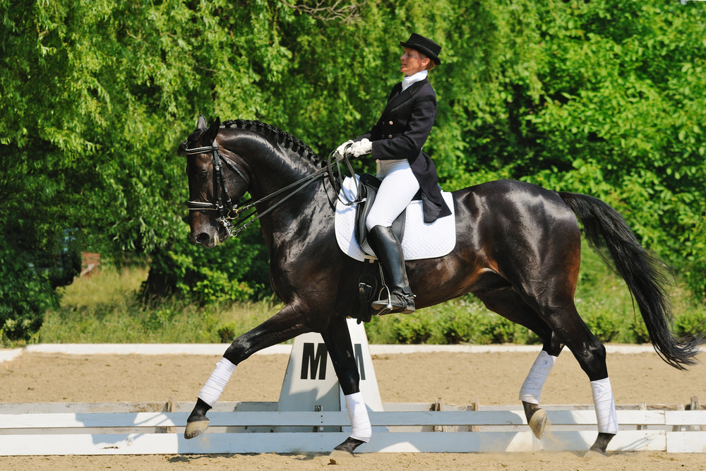 What Type Of Equipment Is Not Allowed In Dressage?
