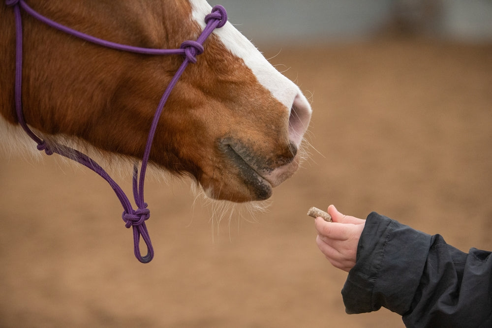 How To Feed Your Horse Loose Minerals