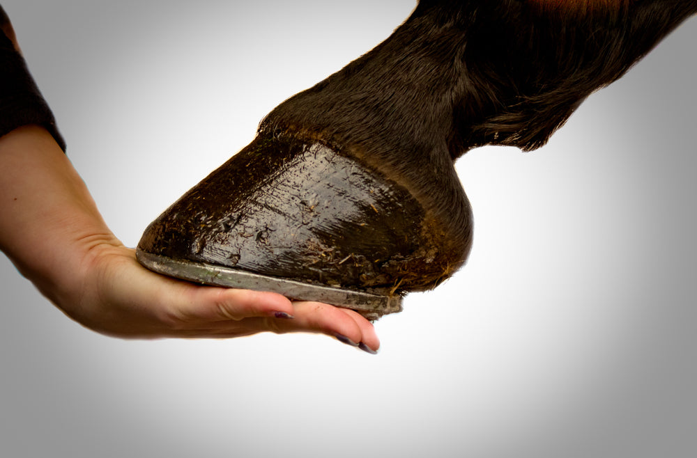 Horse Hoof Care & Problem Prevention Tips