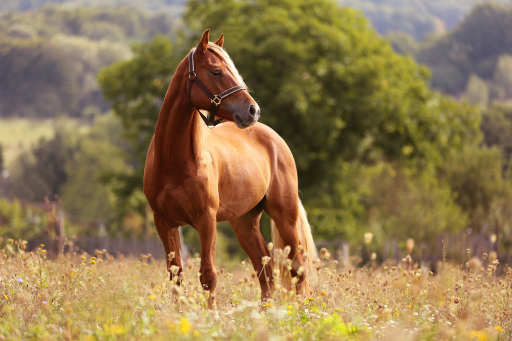A Guide to Horse Joint Supplements 