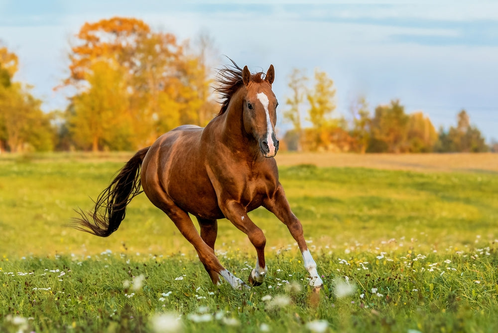 Is It Safe To Give My Horse Respiratory Supplements?
