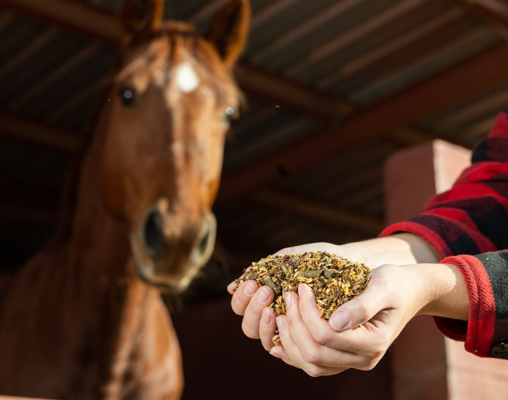 Are Horse Supplements Necessary For High-Performance?