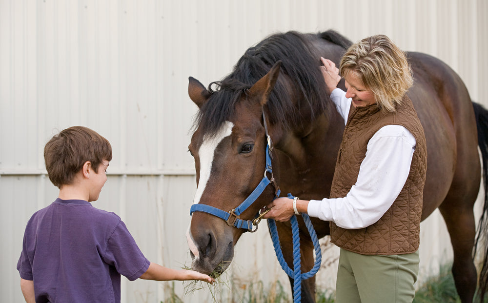 Should Horses Take Probiotics For Digestive Health?