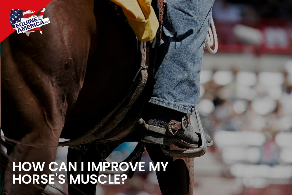How Can I Improve My Horse's Muscle?