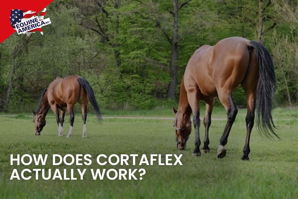 How does Cortaflex actually work