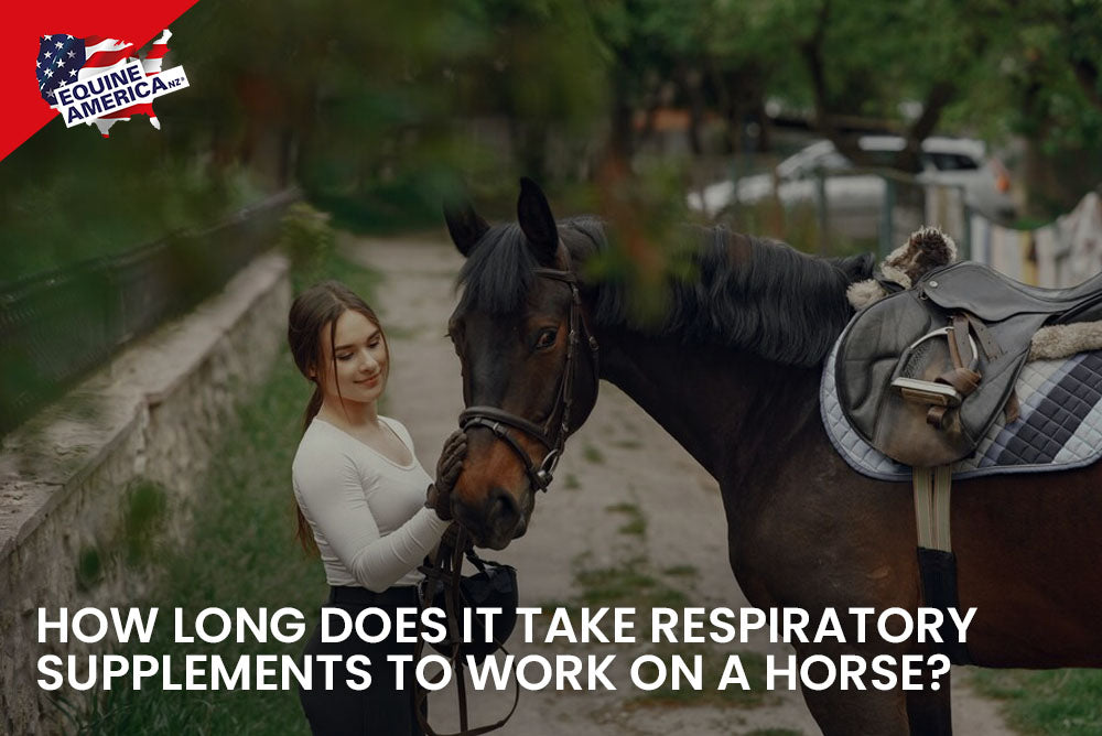 How Long Does It Take Respiratory Supplements to Work on a Horse?