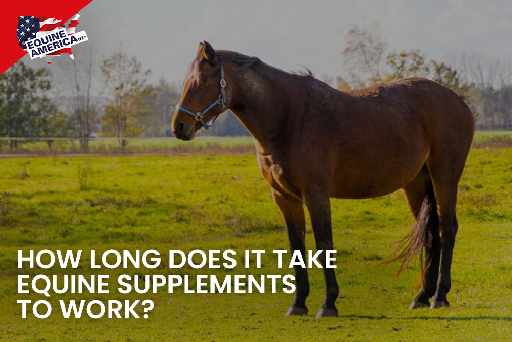 How long does it take equine supplements to work