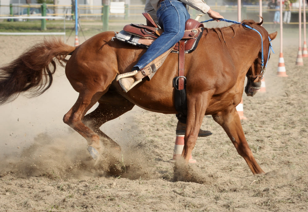 Tips For Increasing Your Horse's Muscle Mass