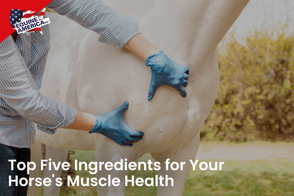 Top Five Ingredients for Your Horse's Muscle Health