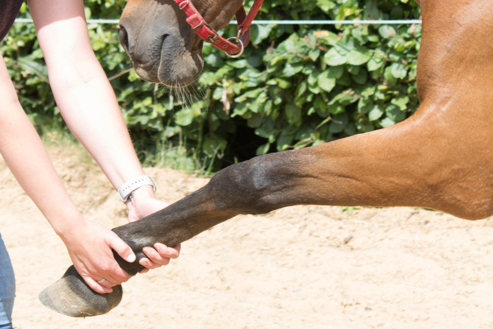 Is a Joint Supplement for Horses Important?