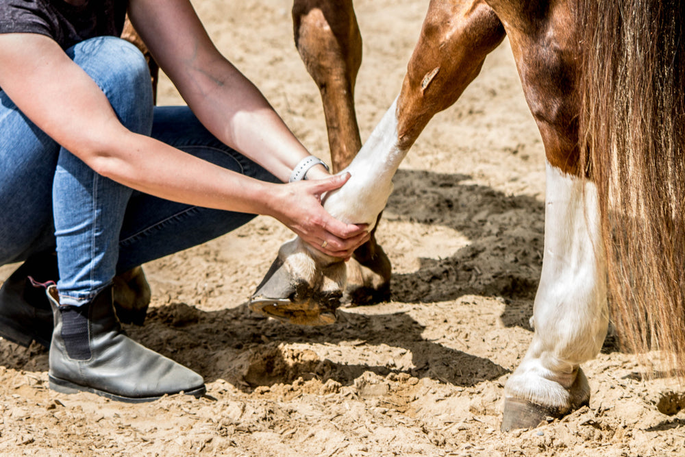 Do Joint Recovery Supplements Work For Horses?