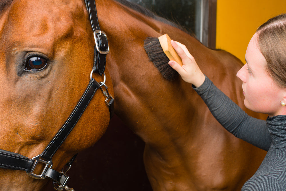 The Rider's Guide To Horse Grooming Supplies