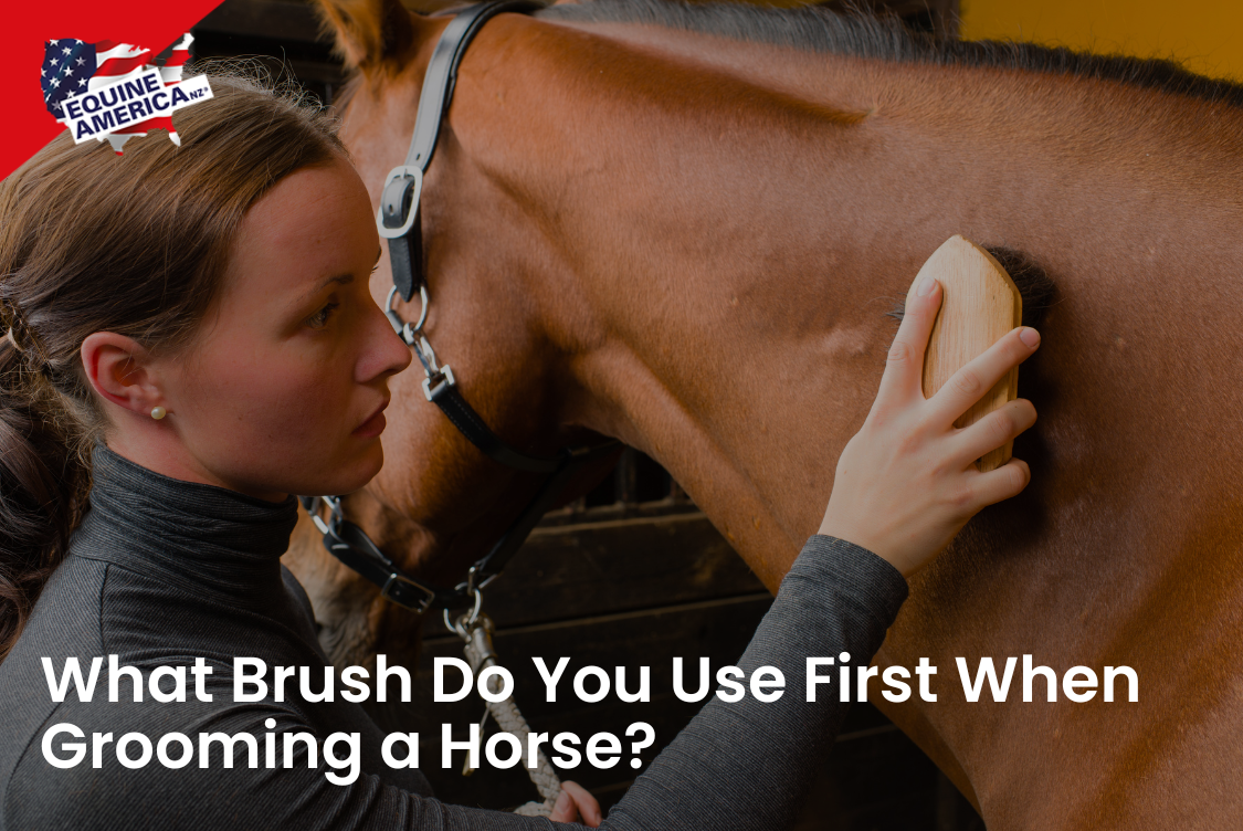 What Brush Do You Use First When Grooming a Horse?