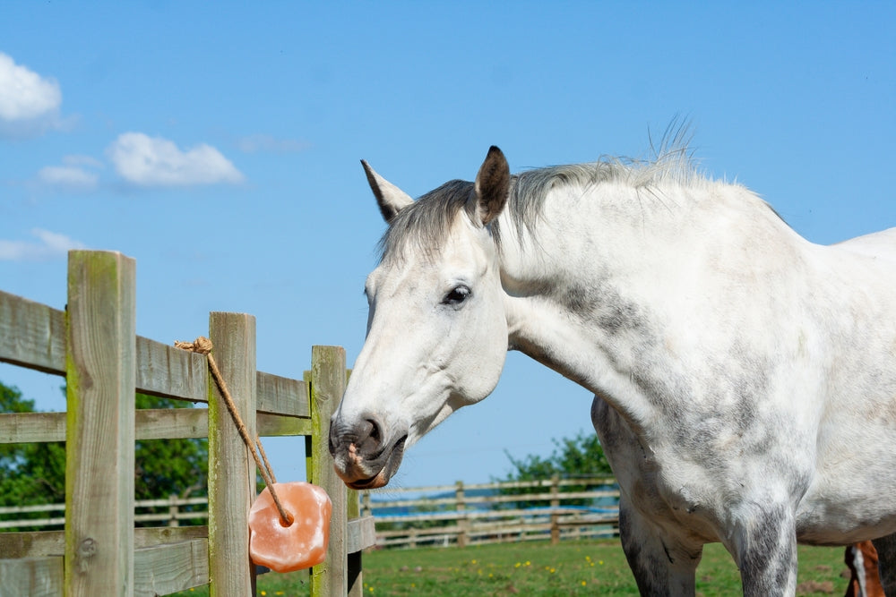 11 Vitamins and Minerals All Horses Need