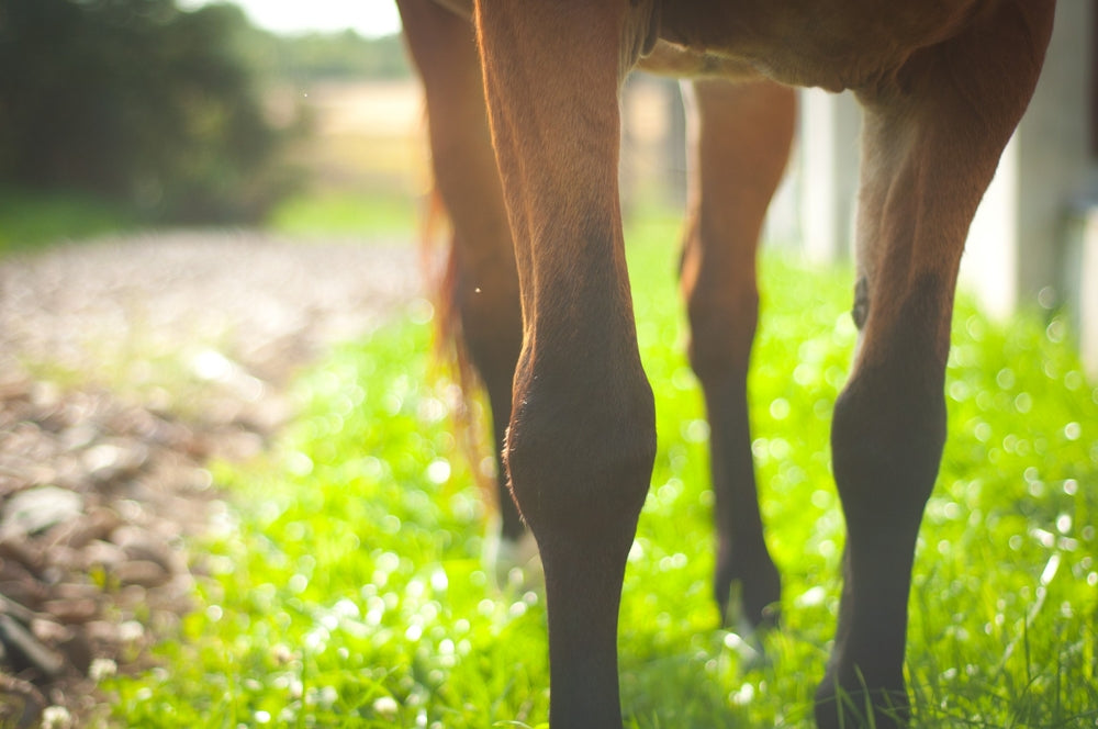 What Is Good For Horses' Joints? 