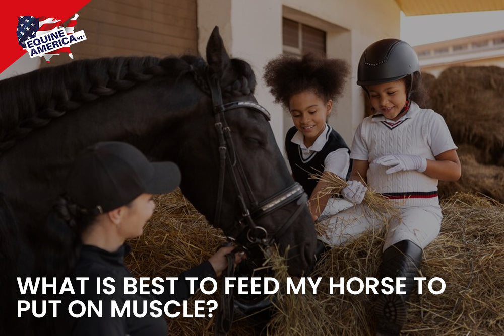 Muscle-Building Diet for Horses