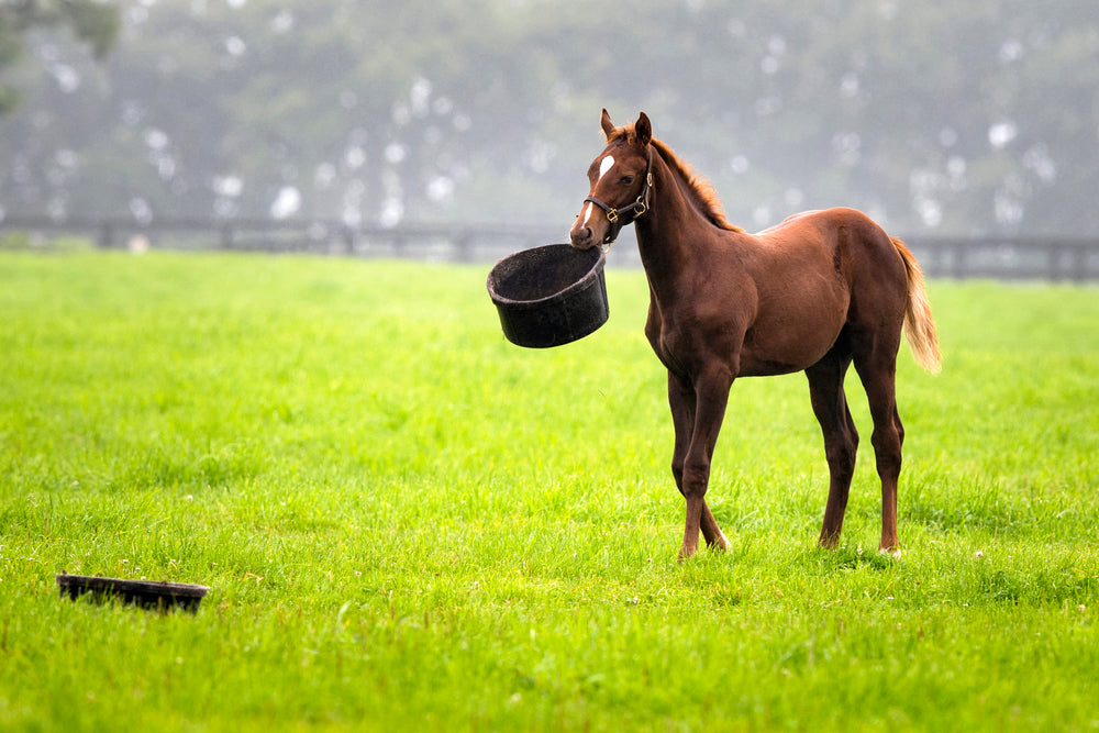 Does Diet Affect a Horse's Joints?