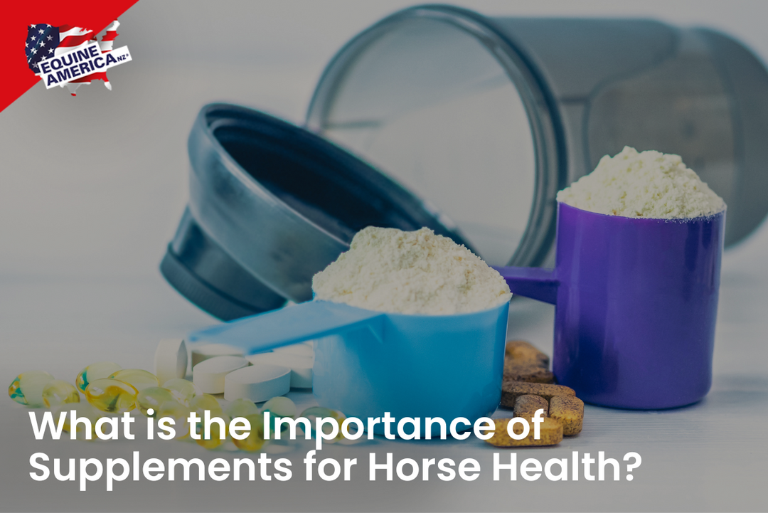 What is the Importance of Supplements for Horse Health?