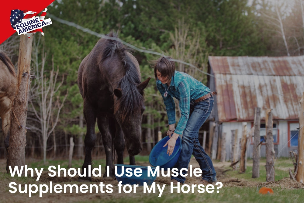 Why Should I Use Muscle Supplements for My Horse?