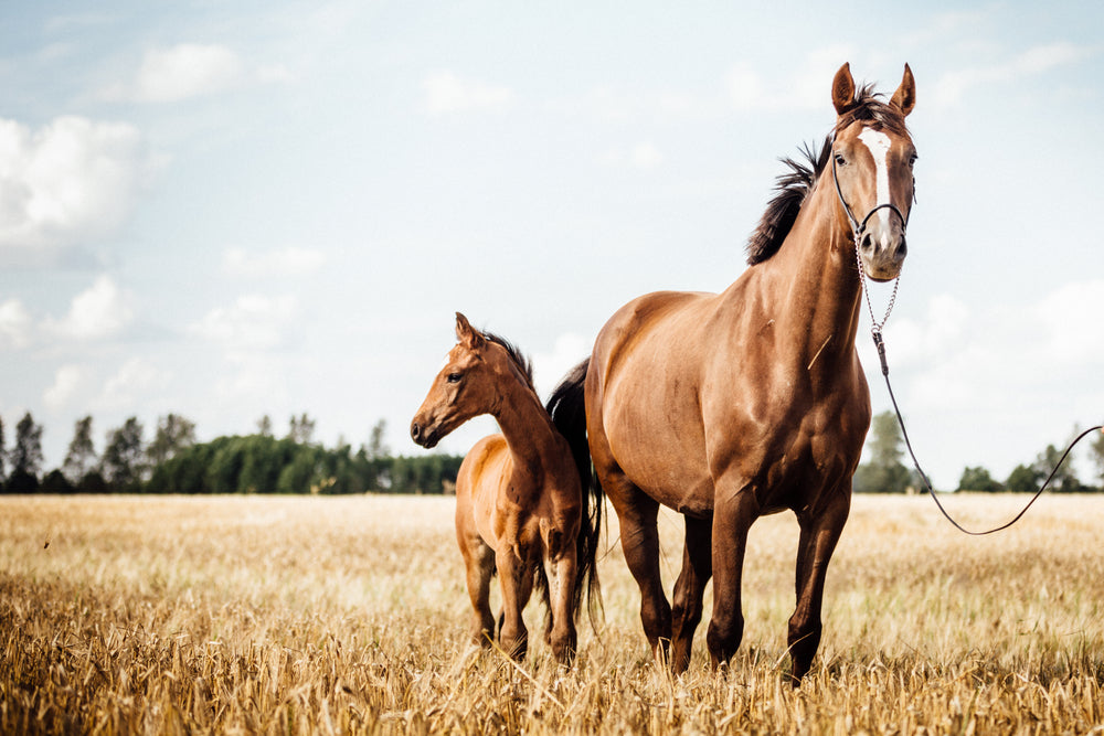 When Should I Start Giving Joint Supplements To My Horse? 