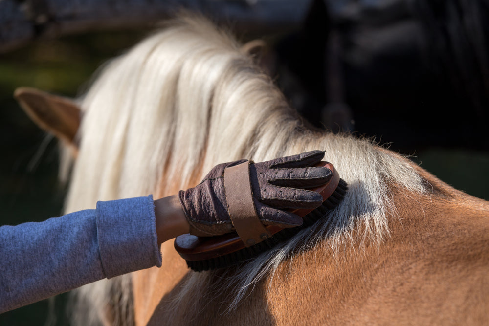 how to bond with your horse