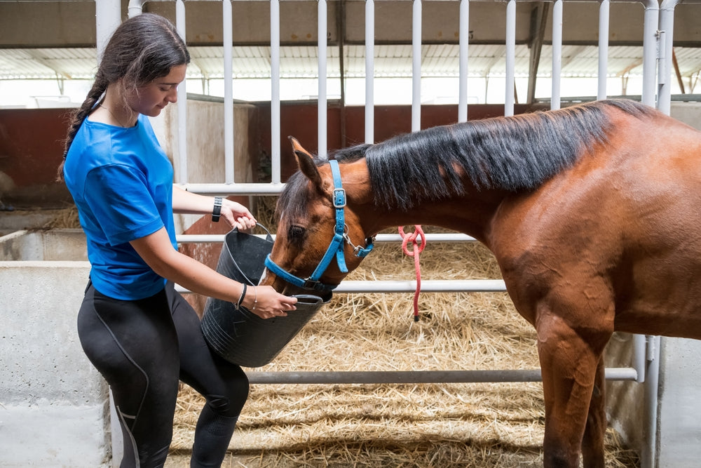 How to Enhance Your Horse's Digestion: A Comprehensive Guide
