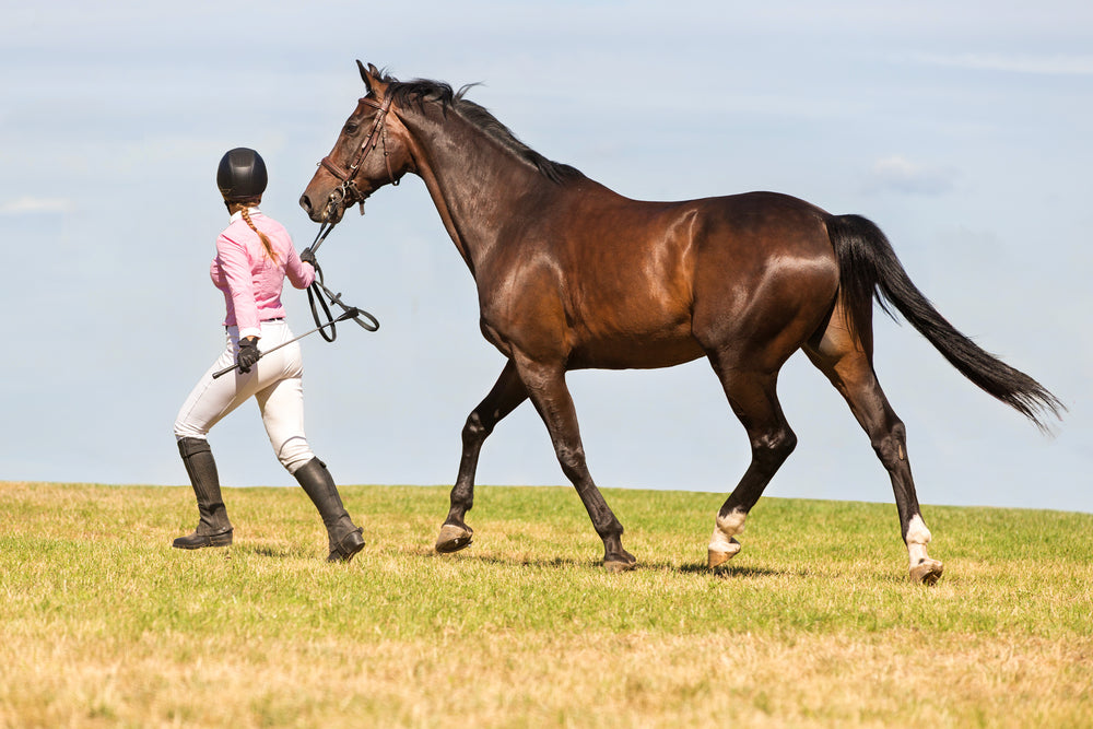 How to Help Your Horse Build Healthy Muscle