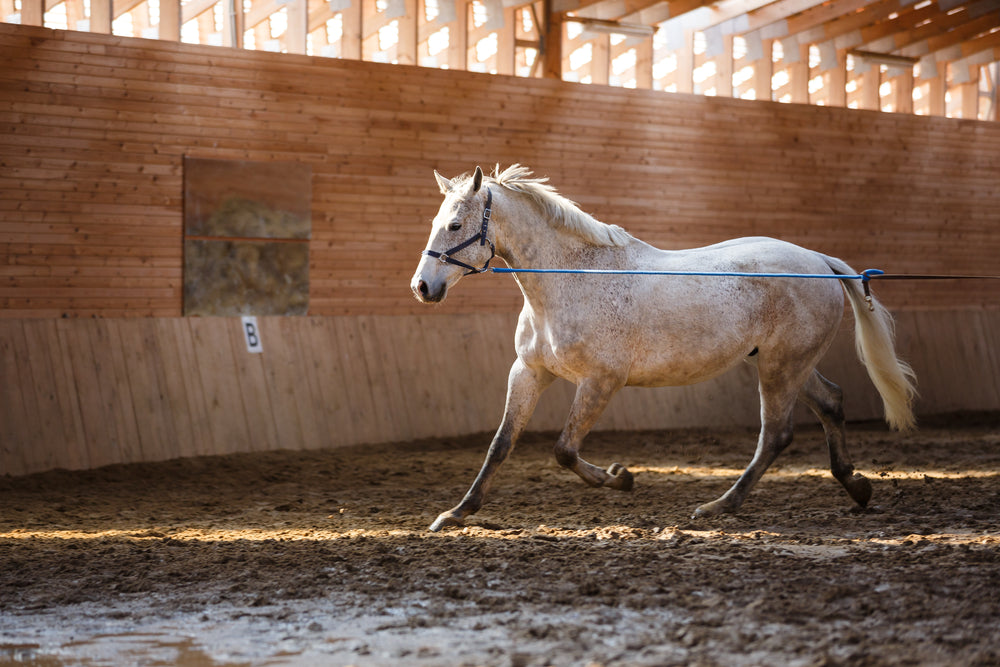 What happens to the digestive processes in a horse during exercise?