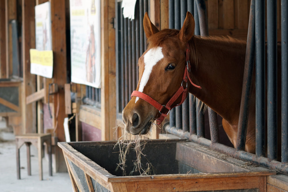 Do Horses Need Digestive Supplements?