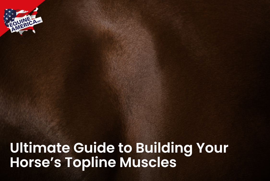 Ultimate Guide to Building Your Horse’s Topline Muscles