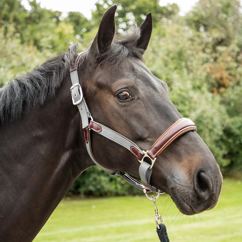 SPECIAL KM Elite Brown Leather with Grey Webbing Contrast Head Collar FULL ONLY